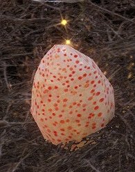 Greifen-Ei (Rot).jpg