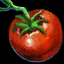 Datei:Tomate Icon.png