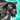 Mini Schneeleopard Icon.png