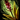 Stinkende Gladiole (Gegenstand) Icon.png