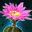 Datei:Kaktusblüte Icon.png