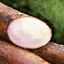 Cassavawurzel Icon.png