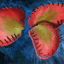Iboga-Blütenblätter Icon.png