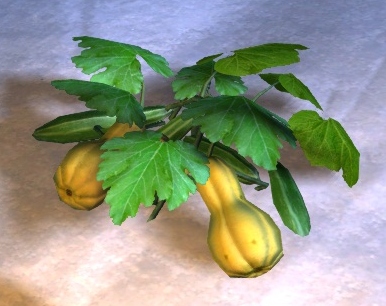 Datei:Zucchini (Pflanze).jpg
