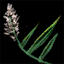 Datei:Caledon-Lavendel (Gegenstand) Icon.png