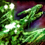 Datei:Hallows Finale Icon.png