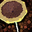 Datei:Super-Pilz Icon.png