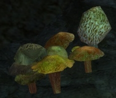 Datei:Verschiedene Pilze.jpg