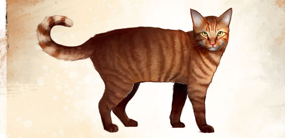 Datei:Mini Orangefarbene Tigerkatze Konzeptbild.jpg
