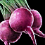 Datei:Rote Beete Icon.png
