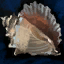 Datei:Stilles Meeresschneckengehäuse Icon.png