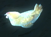 Datei:Ätherisches Huhn.jpg