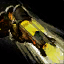 Datei:Astraler Revolver Icon.png