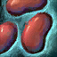Kidneybohne Icon.png