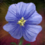Datei:Leinblüte Icon.png