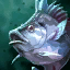Tilapia Icon.png