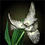 Datei:"Krytanische Faltenlilie"-Blüte Icon.png