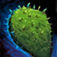 Datei:Nopal Icon.png