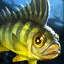 Gelber Flussbarsch Icon.png