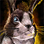 Datei:Braunhase Icon.png