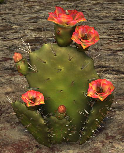 Datei:Kaktus.jpg