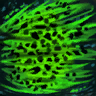 Frostwind Icon.png
