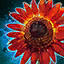 Datei:Rote Sonnenblume Icon.png