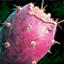 Datei:Duftende Kaktusfrucht Icon.png