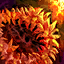 Datei:Feuerorchideen-Kranz Icon.png