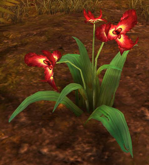 Datei:Rote Irisblüte (Objekt).jpg