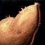 Datei:Süßkartoffel Icon.png