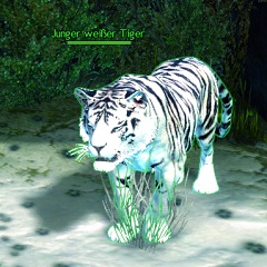 Junger weißer Tiger.jpg
