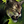 Mini Luchs Icon.png