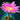 Kaktusblüte Icon.png
