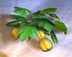 Zucchini (Pflanze).jpg