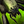 Mini Sumpfspinne Icon.png