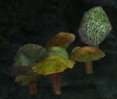 Verschiedene Pilze.jpg