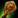 Flammenschlange-Zepter Icon.png