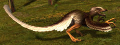 Adler-Raptor.jpg