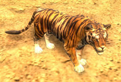 Mini Tiger.jpg