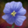 Leinblüte Icon.png