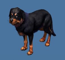 Mini Rottweiler.jpg