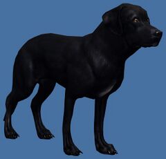 Mini Schwarzer Labrador.jpg