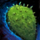 Nopal Icon.png