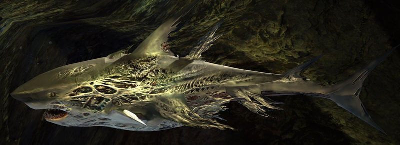 Datei:Auferstandener Bullenhai.jpg