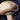 Pilz Icon.png