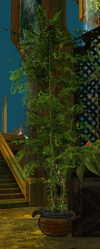 Bambusbüschel im Topf.jpg