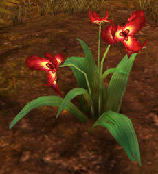 Rote Irisblüte (Objekt).jpg