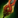 Flammenschlange-Großschwert Icon.png