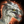 Mini Weißes Raptor-Junges Icon.png